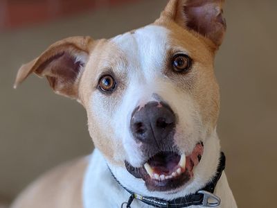 Hello my name is Alpine