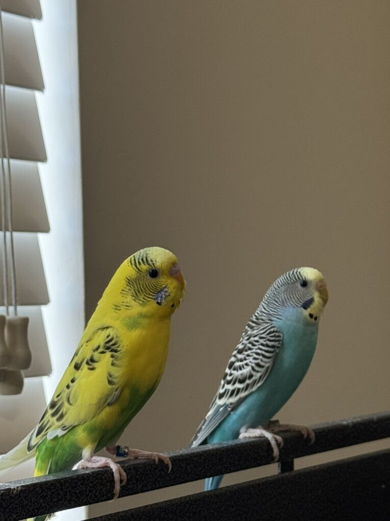 Budgies