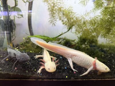 Axolotls