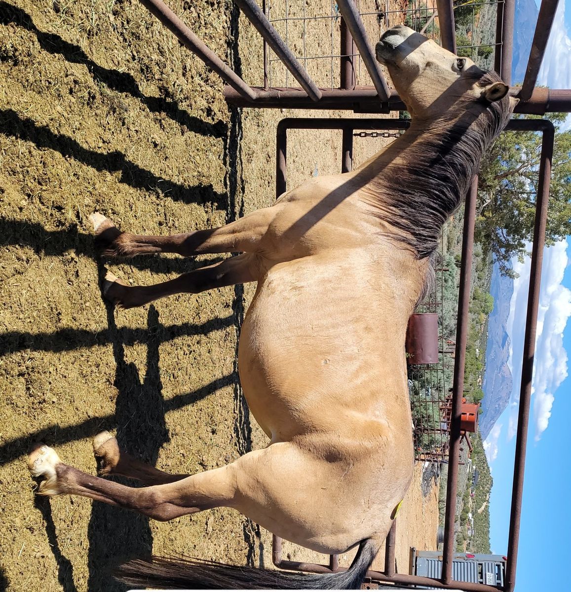Pregnant mare