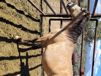 Pregnant mare