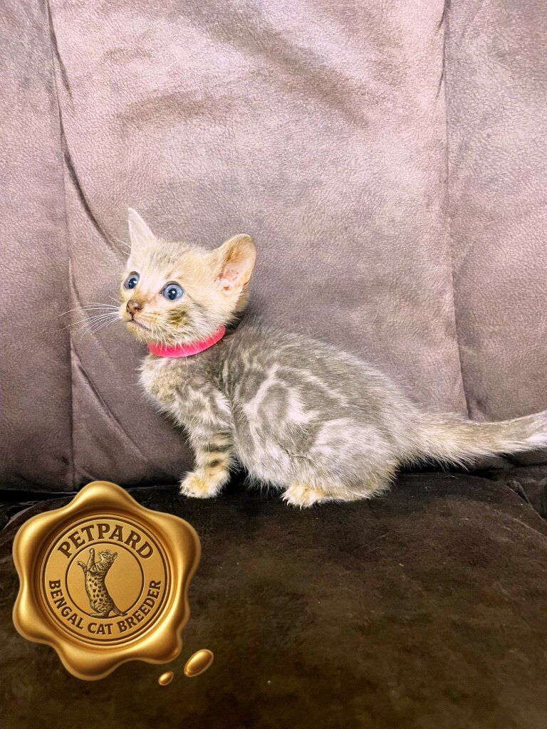 Bengal Purebred kitten ready to go new home