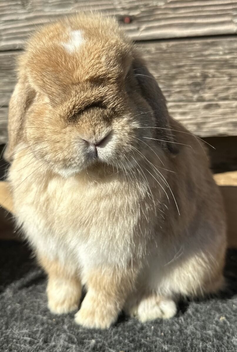 Darling Holland Lop