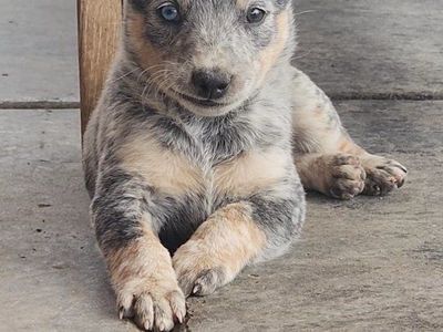 Australian Cattle Dog pups (heeler)