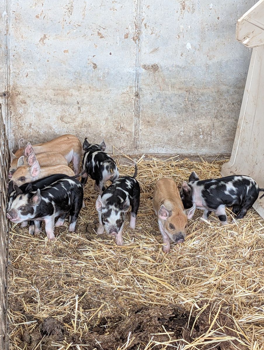 IPP (Idaho Pasture Pig) piglets for sale