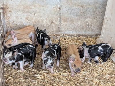 IPP (Idaho Pasture Pig) piglets for sale