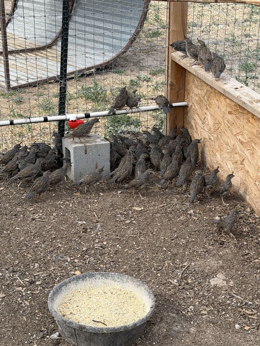 Valley quail 