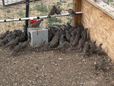 Valley quail