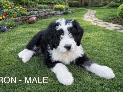 Bernadoodle Puppy