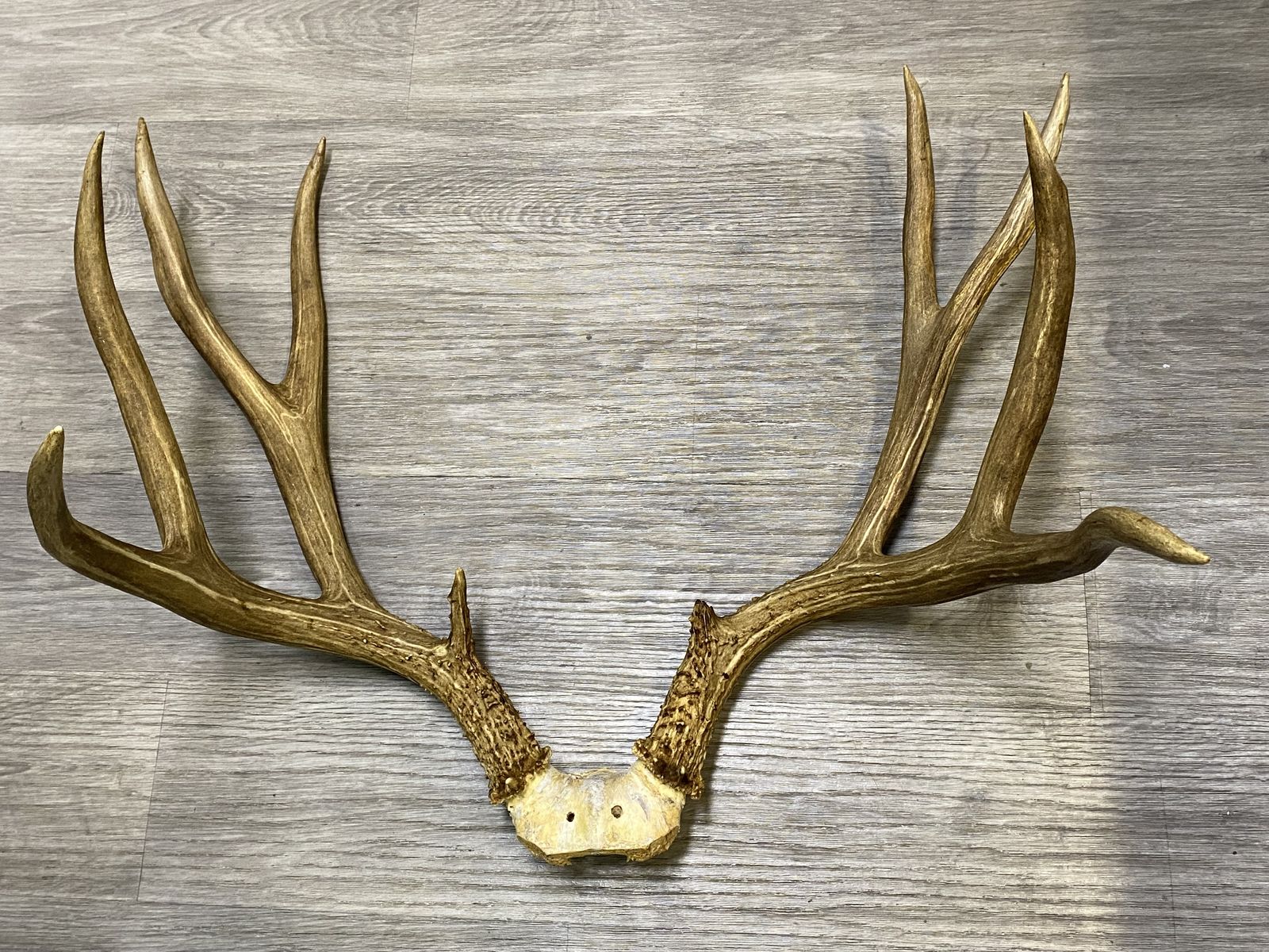 195” Typical Mule Deer Rack Colorado Buck Heavy Beams!