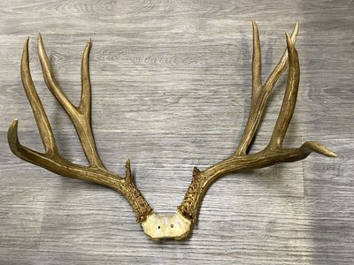 195” Typical Mule Deer Rack Colorado Buck Heavy Beams!