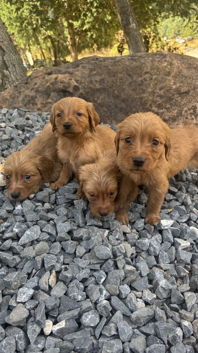 AKC golden retriever puppies -one male left 