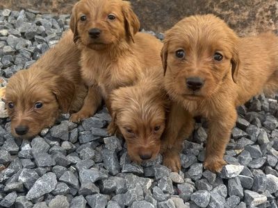AKC golden retriever puppies -one male left