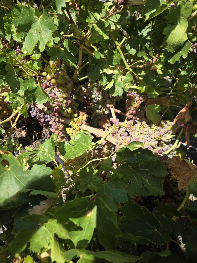 Fresh Grapes from the Vine - Organic, Unprocessed, Ready for Harvest