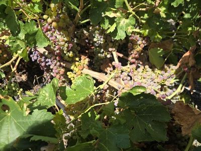 Fresh Grapes from the Vine - Organic, Unprocessed, Ready for Harvest