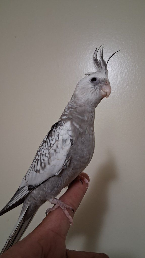 Tame Baby Cockatiel