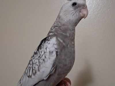 Tame Baby Cockatiel