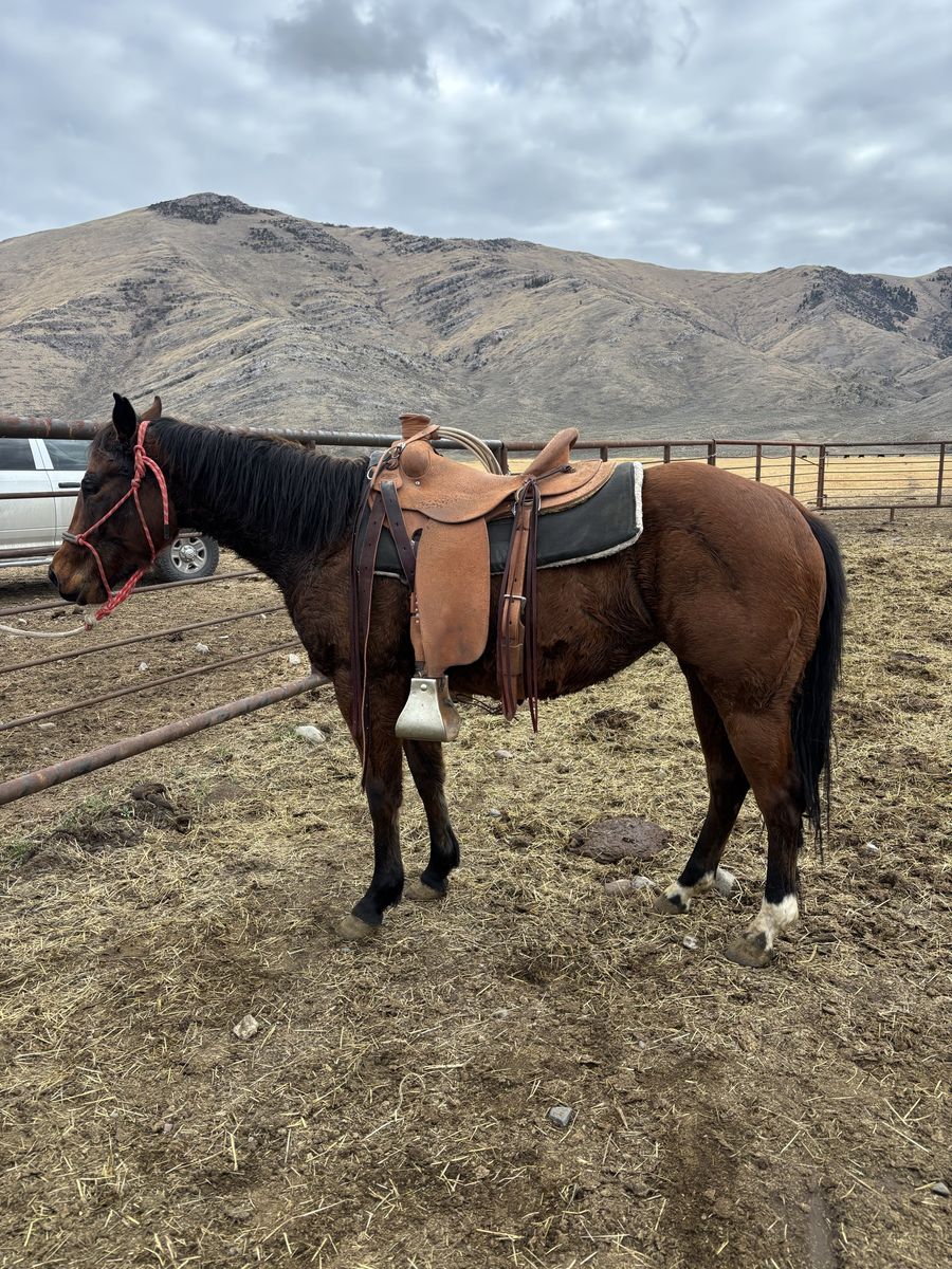 3 year old mare