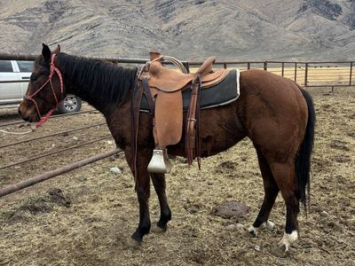 3 year old mare