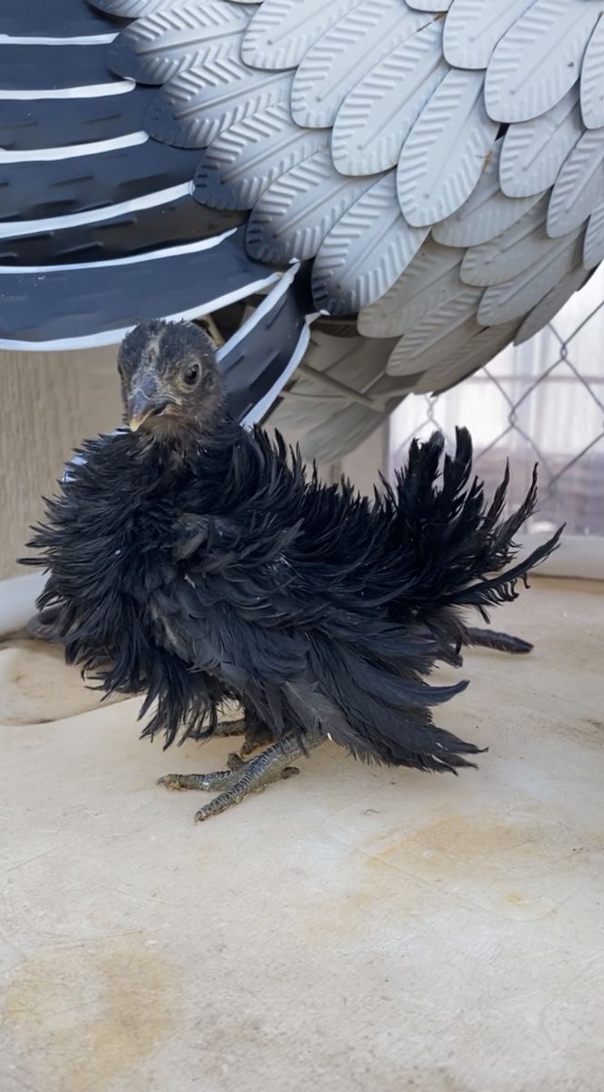 6 week to 3 month Serama’s