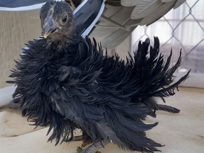 6 week to 3 month Serama’s