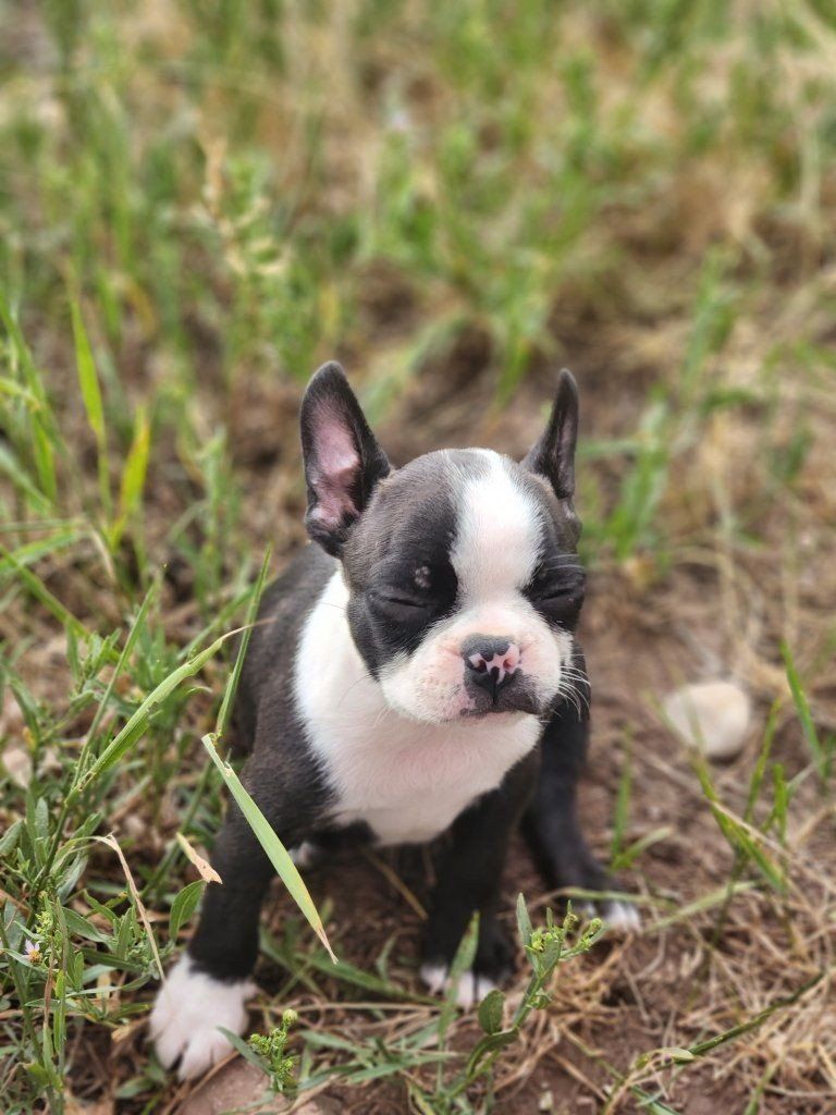 akc registered male boston terrier