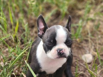 akc registered male boston terrier