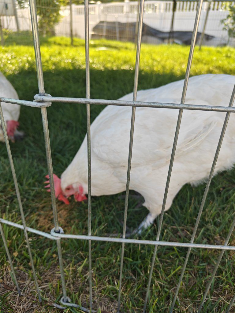 Barnyard Mix Laying Hen