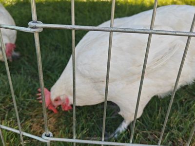 Barnyard Mix Laying Hen