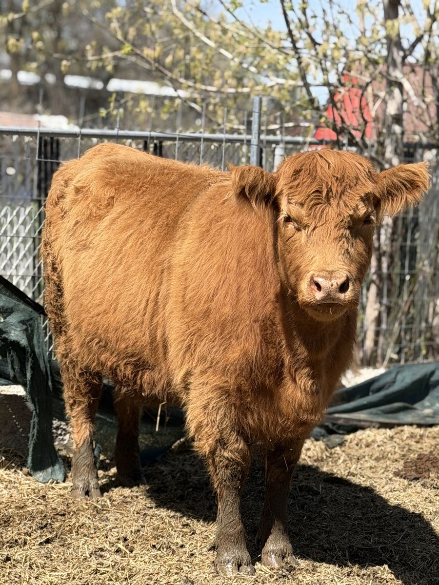 HighlandAngus Cross Bred Heifer