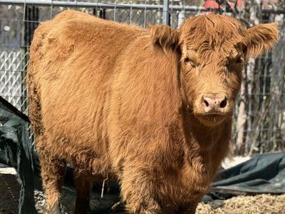 HighlandAngus Cross Bred Heifer