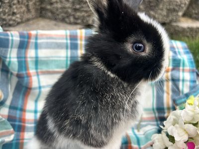 Holland Lop babies