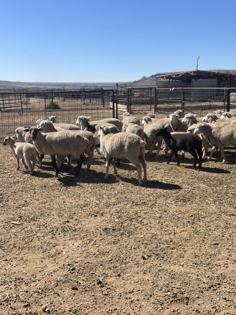 SAMM Ewes