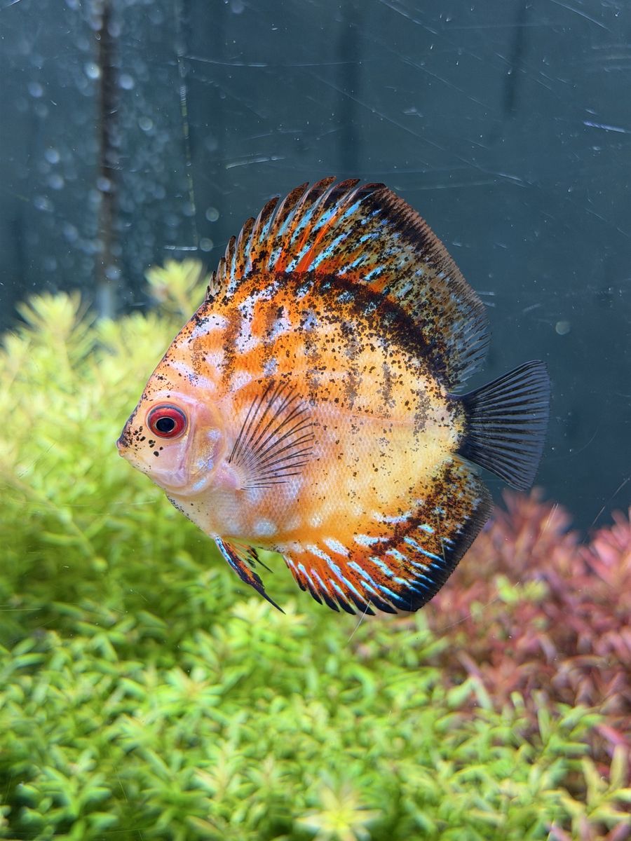 Discus