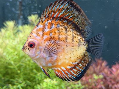 Discus