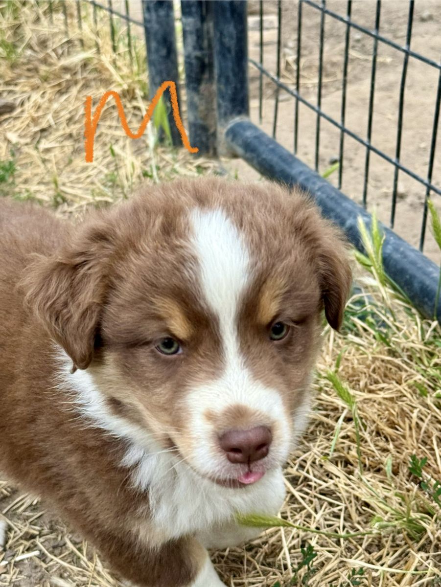 ASCA Australian Shepherd