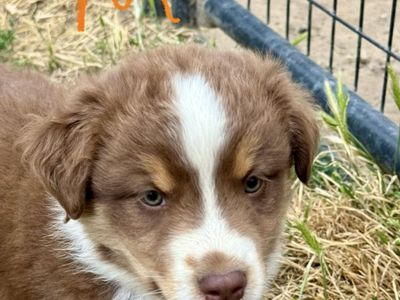 ASCA Australian Shepherd