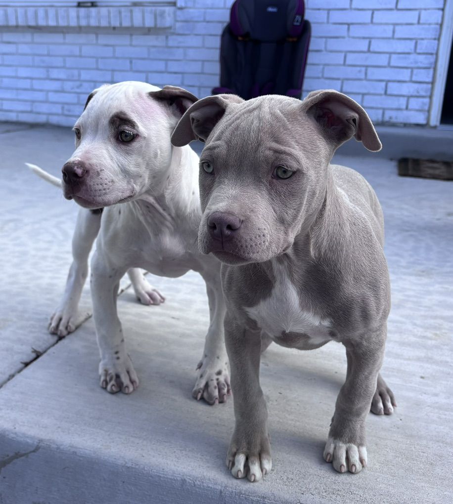American Bully Puppies