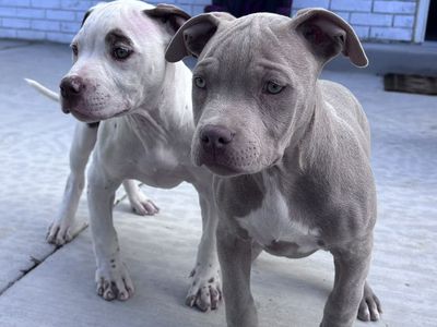 American Bully Puppies