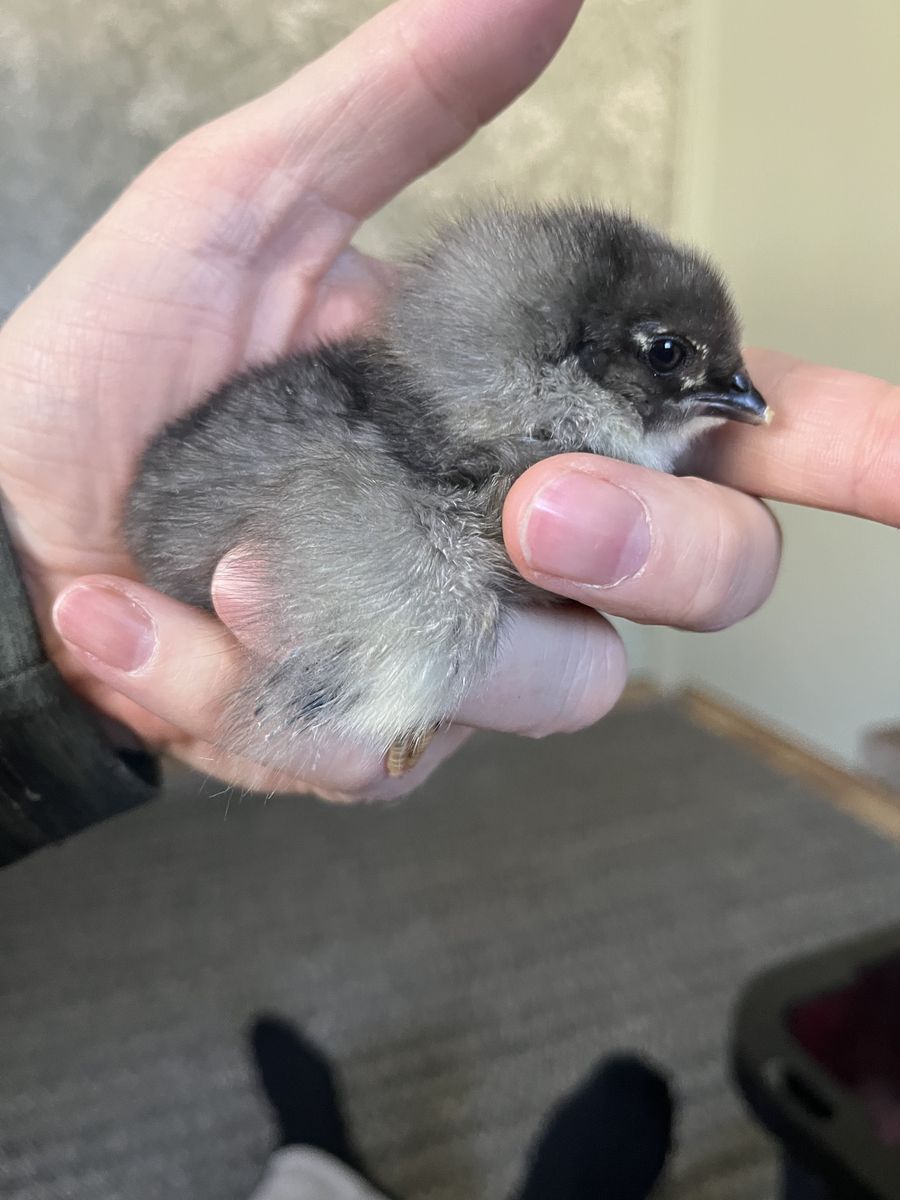 Black Cooper Moran X  Whiting True Blue Chicks