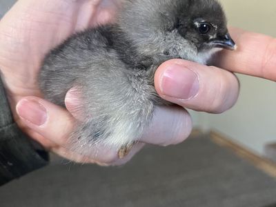 Black Cooper Moran X Whiting True Blue Chicks