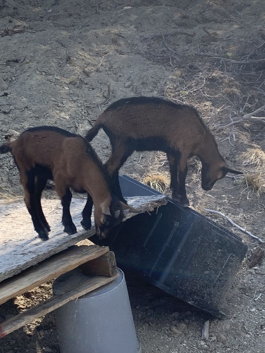 Oberhasli buckling goats