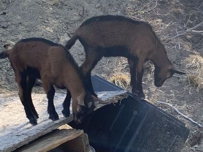 Oberhasli buckling goats