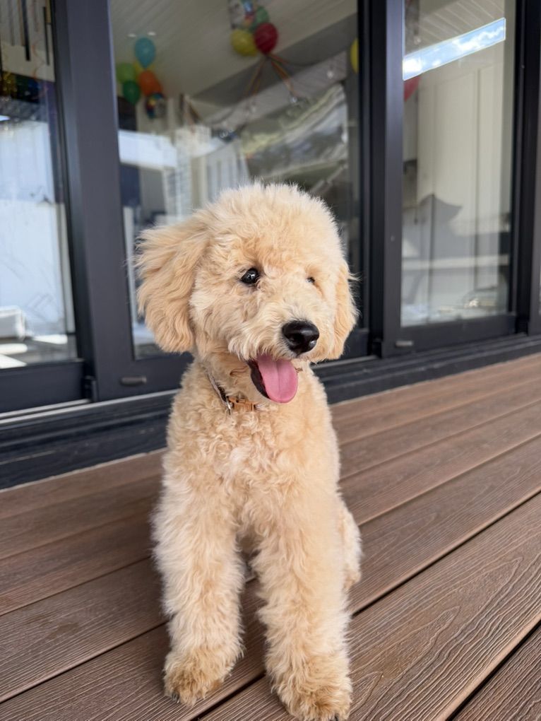 Happiest House Trained AKC Mini Poodle Boy