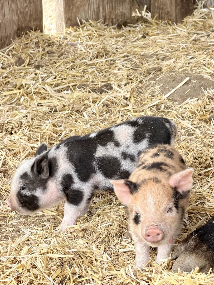 Kunekune Pigglets