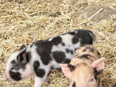 Kunekune Pigglets