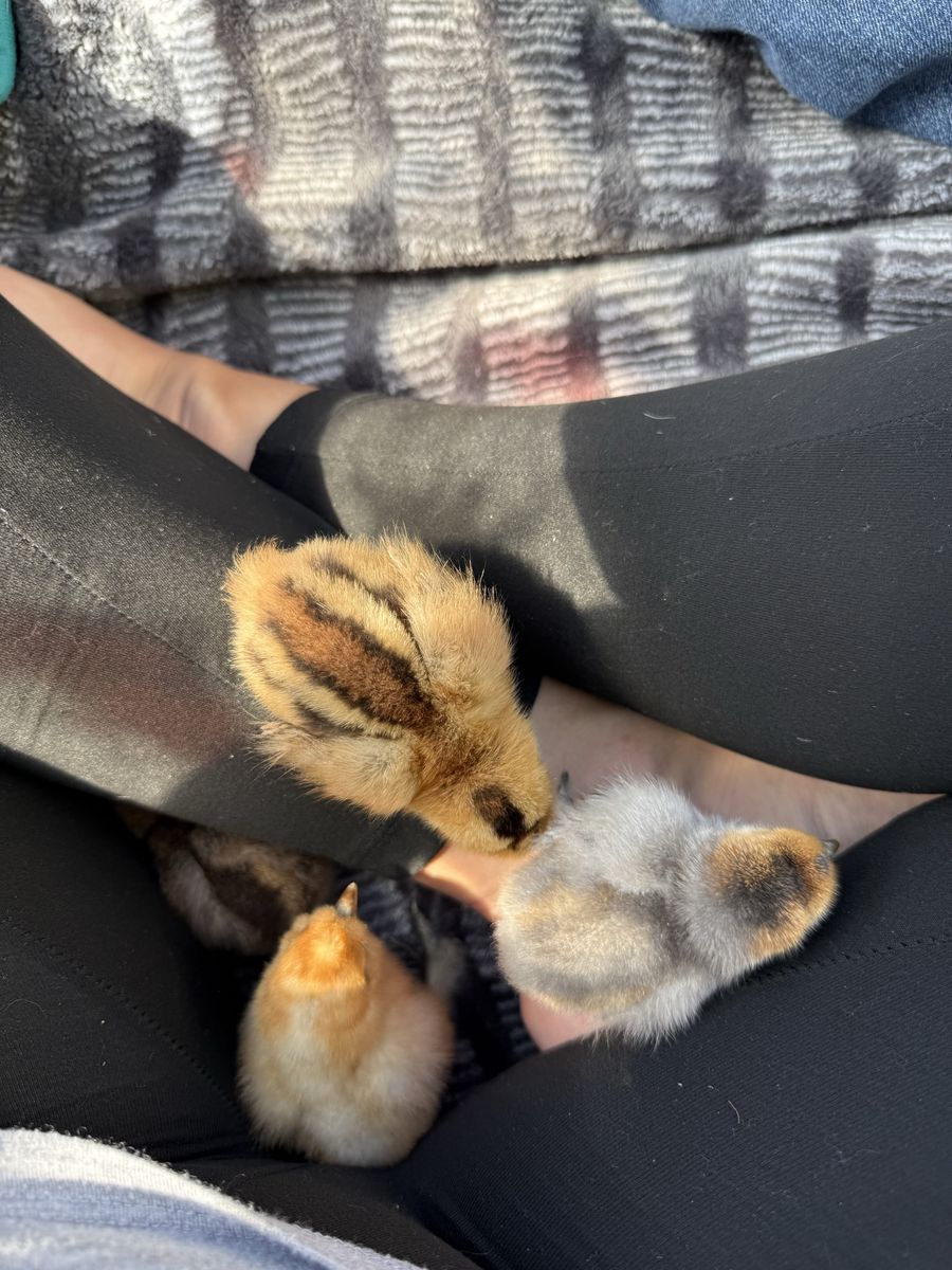 Silkie Mix Chicks/hatching Eggs