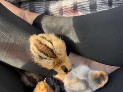 Silkie Mix Chicks/hatching Eggs