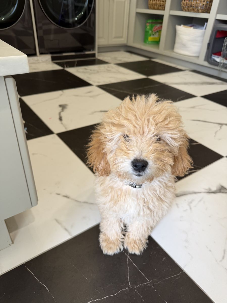 Boy Mini Golden Doodle