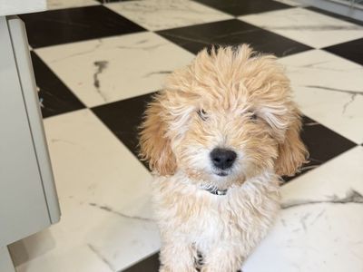 Boy Mini Golden Doodle